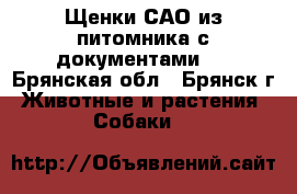 Щенки САО из питомника с документами . - Брянская обл., Брянск г. Животные и растения » Собаки   